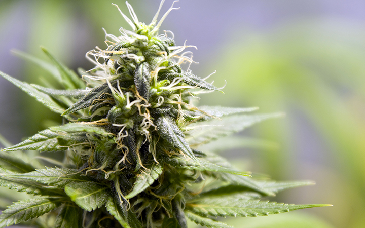 Cannabis plant's bud up close