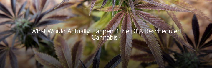  What Would Actually Happen if the DEA Rescheduled Cannabis?