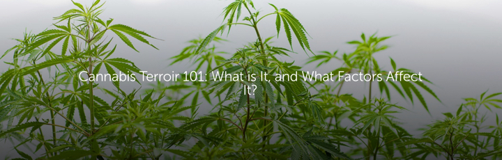 Cannabis Terroir 101: What is It, and What Factors Affect It?