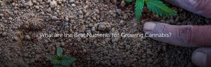 What are the Best Nutrients for Growing Cannabis?