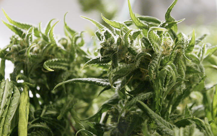 A Guide to Drying and Curing Cannabis