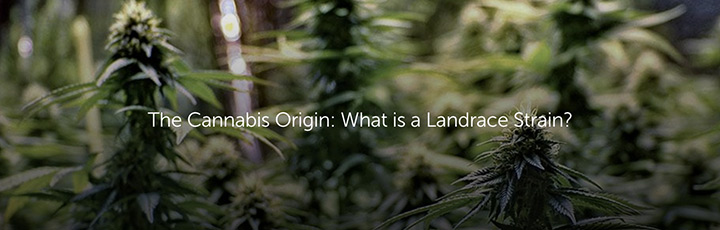 The Cannabis Origin: What is a Landrace Strain?