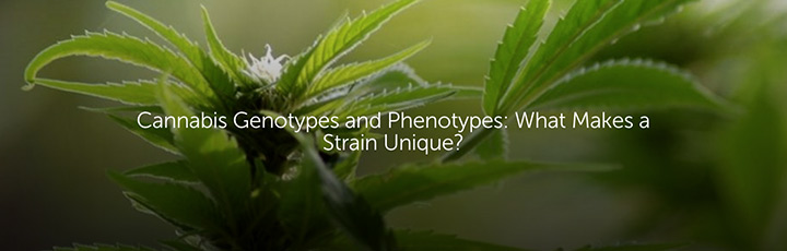 Cannabis Genotypes and Phenotypes: What Makes a Strain Unique?