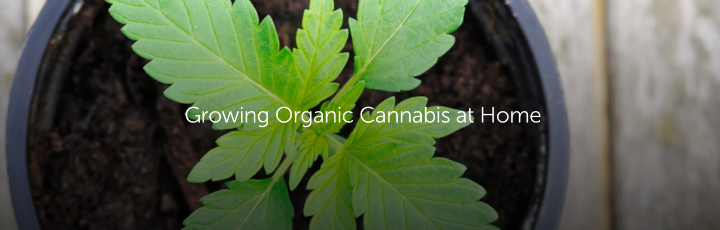 Growing Organic Cannabis at Home