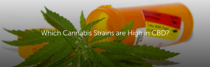 Which Cannabis Strains are High in CBD?