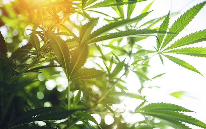 Cannabis plant leaves