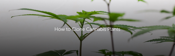 How to Clone Cannabis Plants