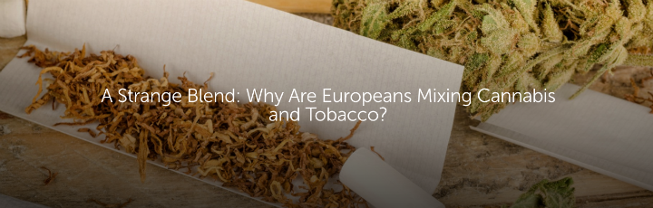 A Strange Blend: Why Are Europeans Mixing Cannabis and Tobacco?
