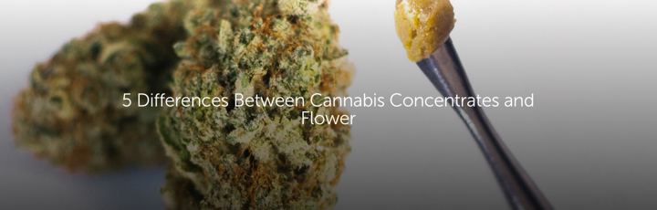 5 Differences Between Cannabis Concentrates and Flower