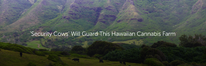  'Security Cows' Will Guard This Hawaiian Cannabis Farm