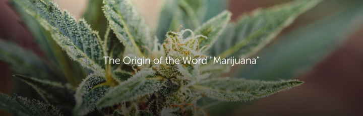 The Origin of the Word "Marijuana"