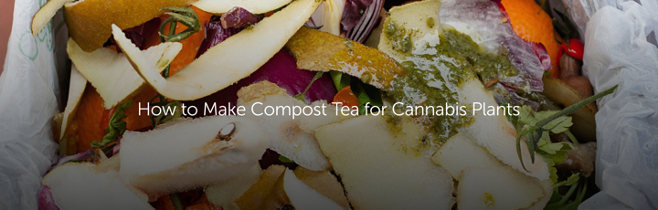 How to Make Compost Tea for Cannabis Plants