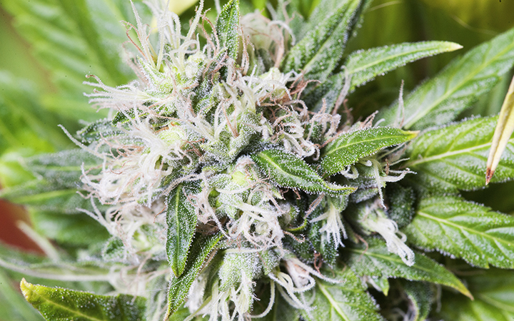 Avoid contact with trichomes and flowering cannabis buds