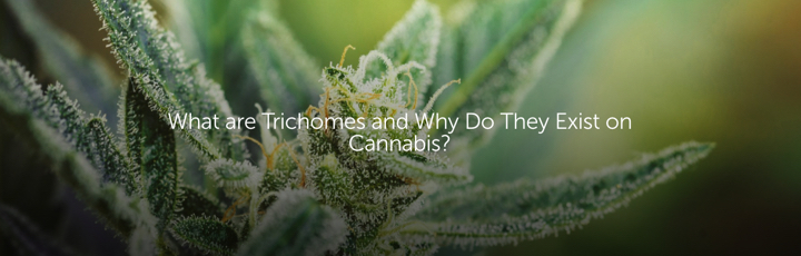 What are Trichomes and Why Do They Exist on Cannabis?