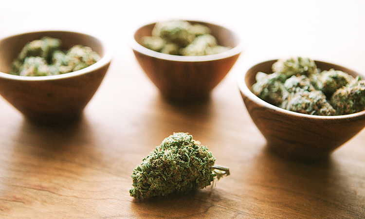 Bowls of cannabis buds