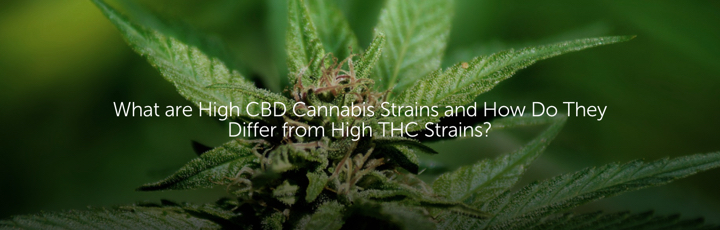 What are High CBD Cannabis Strains and How Do They Differ from High THC Strains?