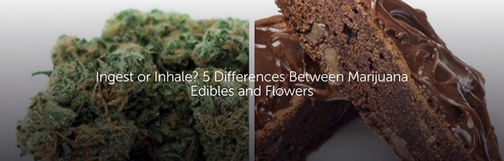 Ingest or Inhale? 5 Differences Between Marijuana Edibles and Flowers