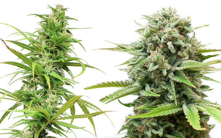 Indica and sativa cannabis plants