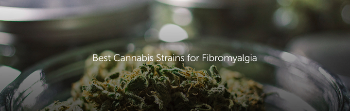 Best Cannabis Strains for Fibromyalgia