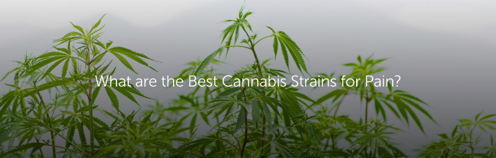  What are the Best Cannabis Strains for Pain?
