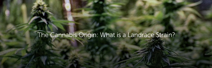 The Cannabis Origin: What is a Landrace Strain?