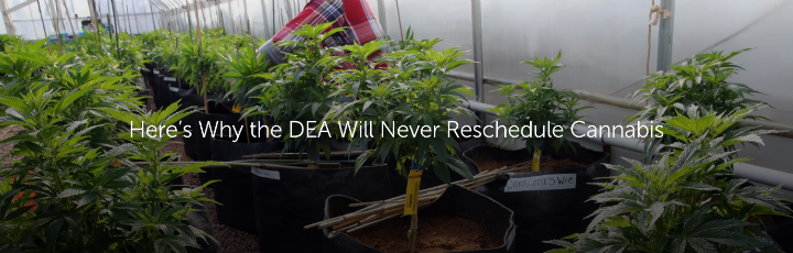  Here’s Why the DEA Will Never Reschedule Cannabis