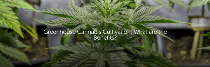 Greenhouse Cannabis Cultivation: What are the Benefits?