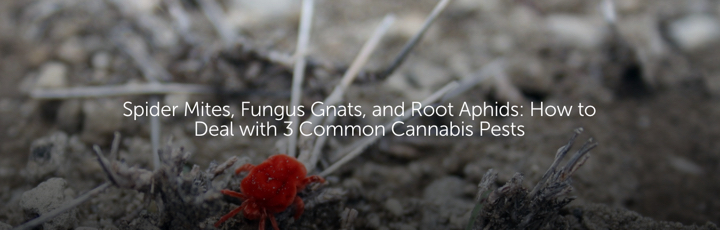 Spider Mites, Fungus Gnats, and Root Aphids: How to Deal with 3 Common Cannabis Pests