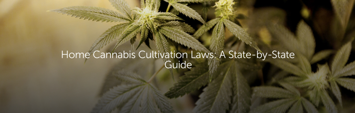 Home Cannabis Cultivation Laws: A State-by-State Guide