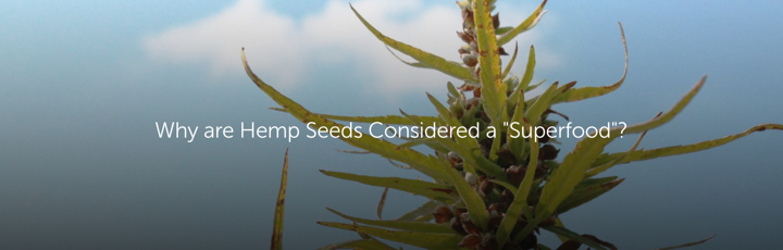 Why are Hemp Seeds Considered a "Superfood"?
