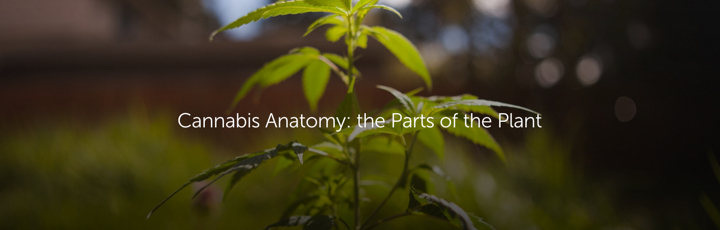 Cannabis Anatomy: the Parts of the Plant
