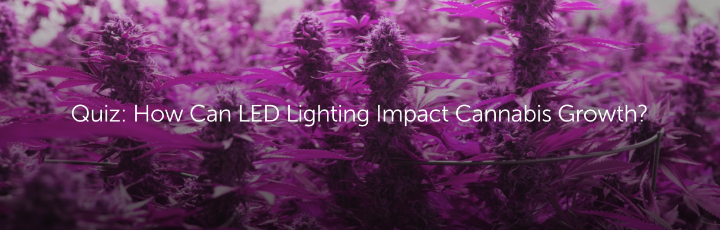 Quiz: How Can LED Lighting Impact Cannabis Growth?
