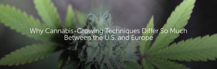 Why Cannabis-Growing Techniques Differ So Much Between the U.S. and Europe