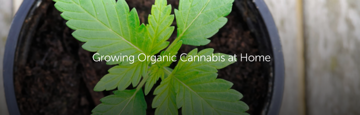  Growing Organic Cannabis at Home