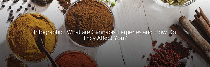 Infographic: What are Cannabis Terpenes and How Do They Affect You?