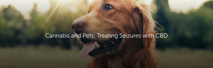 Cannabis and Pets: Treating Seizures with CBD