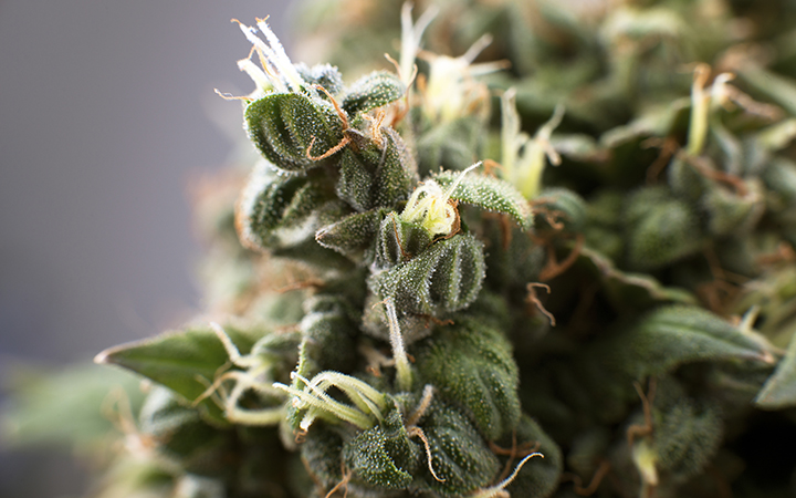 Cannabis buds, their pistils, and their trichomes