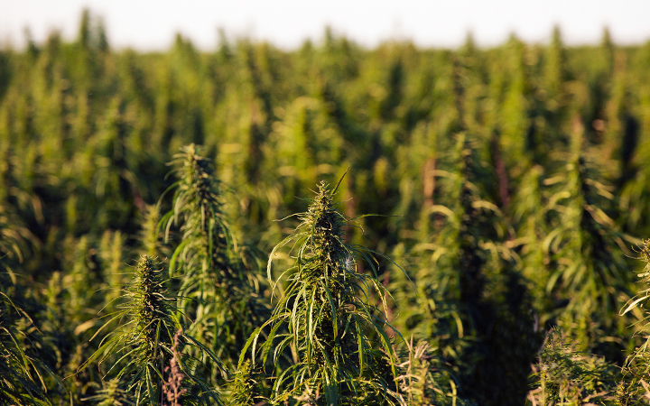 Cannabis plants being grown