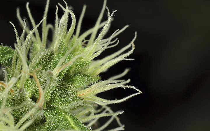 The pistils and trichomes of a cannabis bud