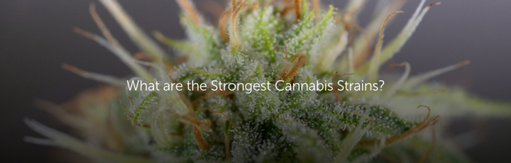what are the strongest cannabis strains