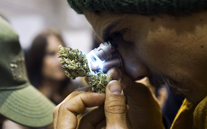During the fifth annual Cannabis Cup, a competition for best marijuana, in Montevideo, Uruguay, a man examines a cannabis flower. AP photo
