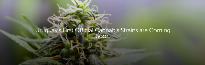  Uruguay's First Official Cannabis Strains are Coming Soon