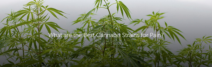 What are the Best Cannabis Strains for Pain?