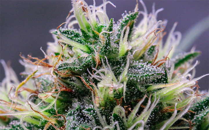 The function of trichomes on cannabis