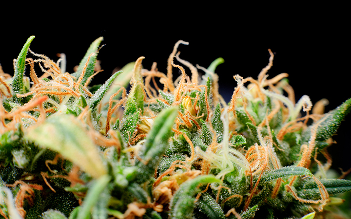 The different types of trichomes on cannabis