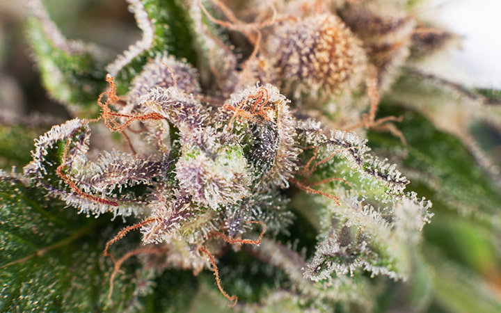 Cannabis trichome production and lifestyle