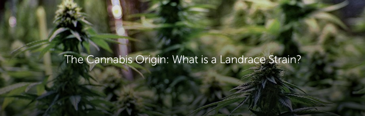  The Cannabis Origin: What is a Landrace Strain?