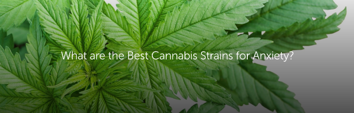  What are the Best Cannabis Strains for Anxiety?