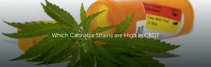 which cannabis strains are high in cbd