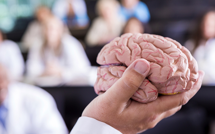 Medical professor holding a model of a brain